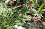 Sticky catchfly